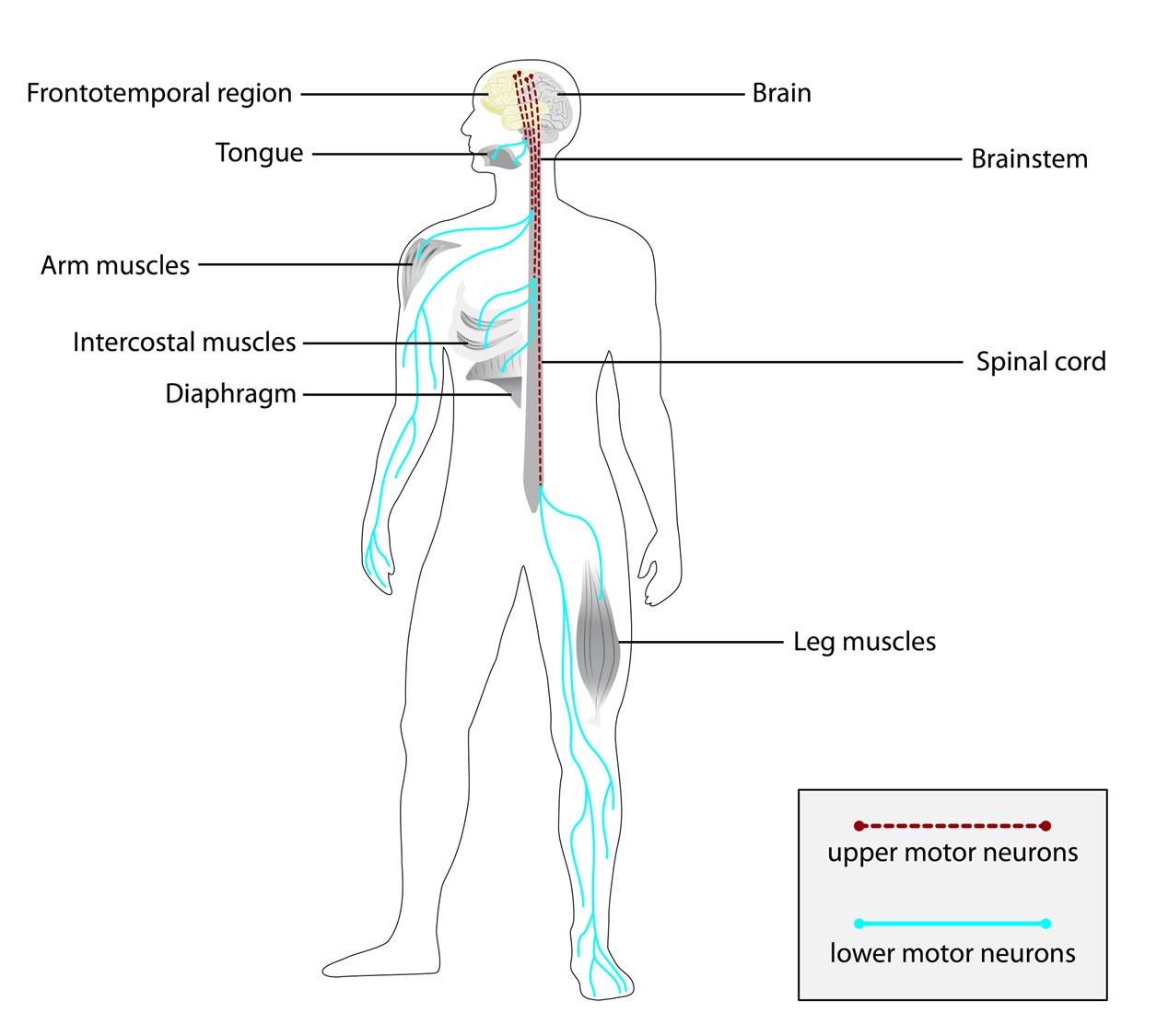 best-neurologist-in-dubai